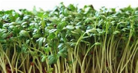 Delicious No Garden Is Complete Without Cress Curled Cress