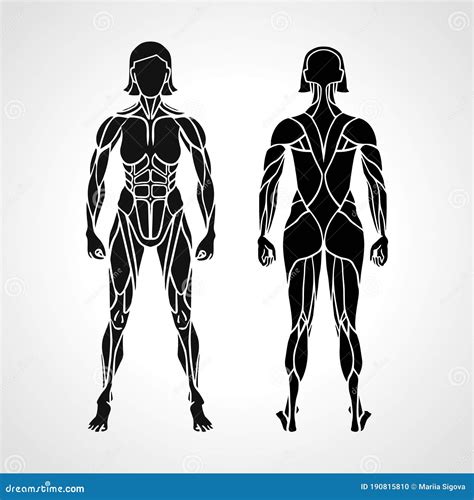 Female Muscular System Anatomy Stock Photography