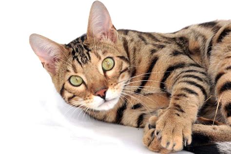 The toyger is an active cat that enjoys playing with its human counterparts or with fun toys that are highly interactive. 20 Most Expensive Cat Breeds in the World | CRAZY RICH PETS
