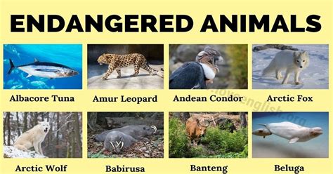 Endangered Animals: Top 90 Most Endangered Species in the World - Love