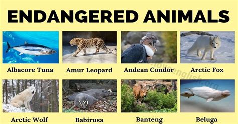 Endangered Animals Top 90 Most Endangered Species In The World Love