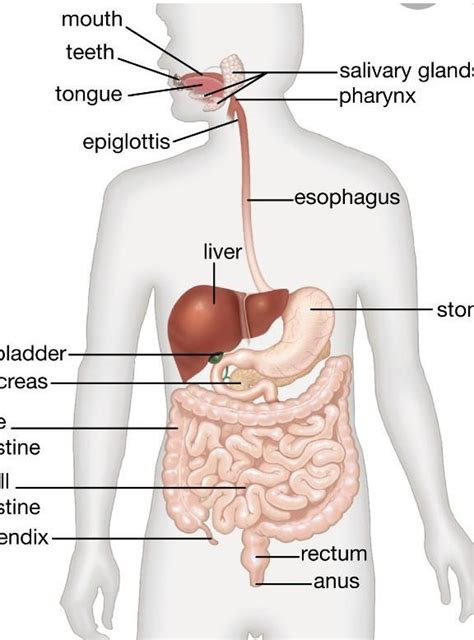 A name this organ system. chemicQ.21 Draw the diagram of human digestive system and ...