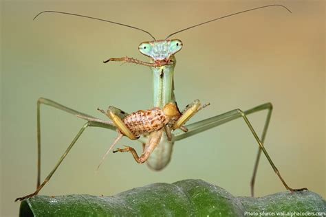 Interesting Facts About Praying Mantises Just Fun Facts