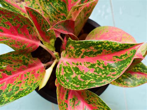 Top 10 Plants For Cleaning Indoor Air Hgtv