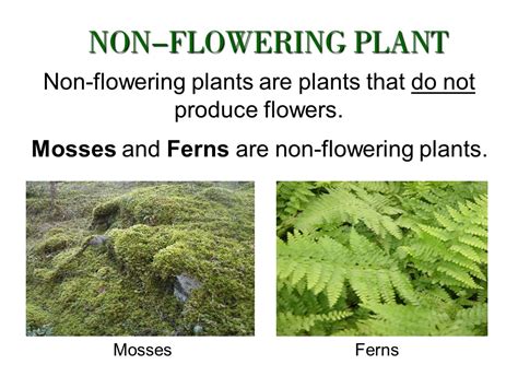 Types Of Non Flowering Plants Flower Garden