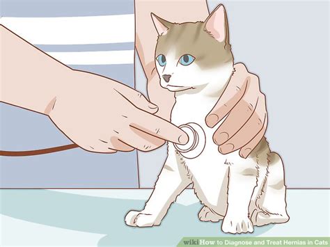 3 Ways To Diagnose And Treat Hernias In Cats Wiki How To English