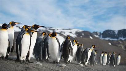 Penguins Penguin Desktop Wallpapers Background Laptop Animals