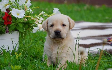 English lab puppy is a very happy and outgoing puppy. What is the cost of a Labrador retriever puppy in India?