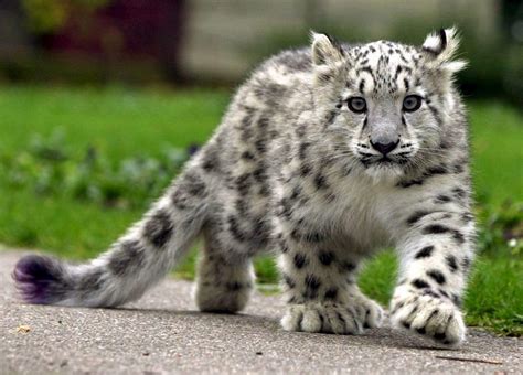 Cute Baby Snow Leopard Snow Leopard Cub Leopard Cub