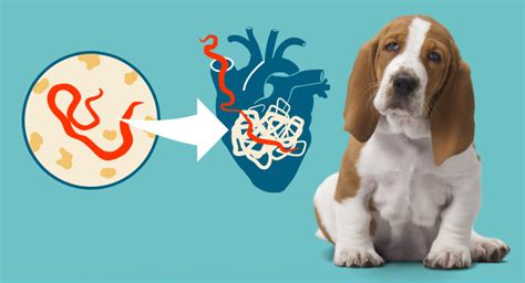 Give dogs 12 months of heartworm prevention and get them tested for heartworms every 12 months. Essential Nutrients for Dogs & Cats - Neutraceuticals ...