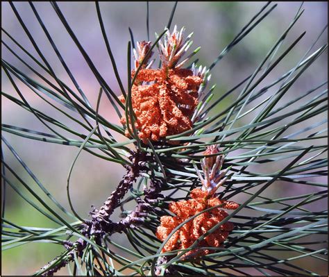 Male Pine Flowers By Fotobee Ephotozine