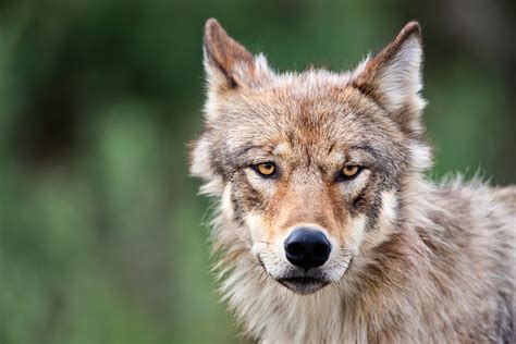 Denalis Wolves Alaska Magazine