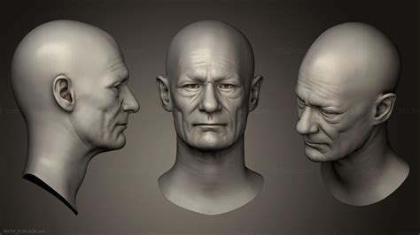 Anatomy Of Skeletons And Skulls Male Head Sculpt 033 Antm0159 3d