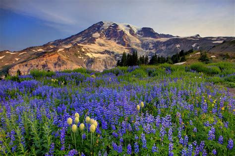 Hd wallpapers and background images. Mount Rainier, Washington - Hd Backgrounds | Hd Wallpaper