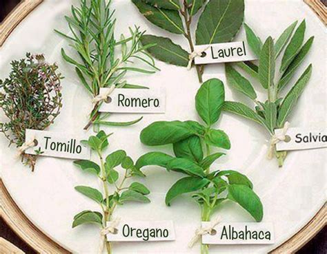 Plantas Aromáticas Y Sus Propiedades Plantas Medicinales Plantas