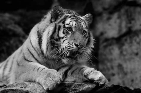 Black and white white tiger lie on rock wall art painting pictures print on canvas animal the picture for home modern decoration. Black and White Tiger Wallpaper (60+ images)
