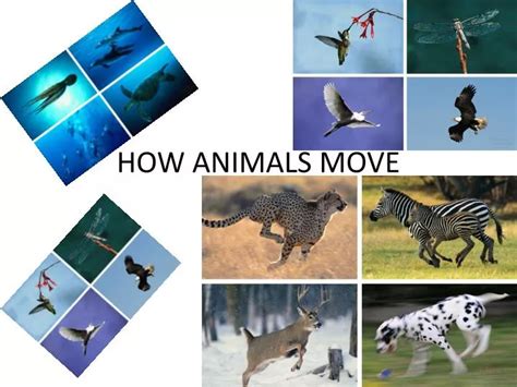 Ppt How Animals Move Powerpoint Presentation Free Download Id2104623