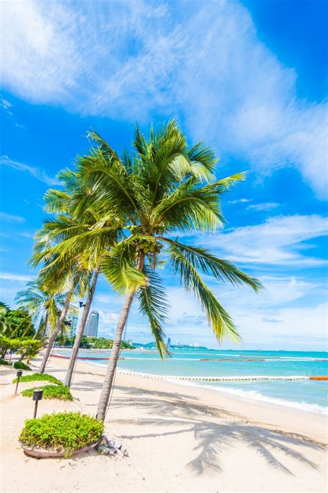 Free download (800 x 534px) full resolution download (5887 x 3925px) Palm trees in a beach Photo | Free Download