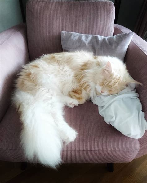 Meet Lotus The Huge Fluffy Maine Coon Cat That S Going Viral On