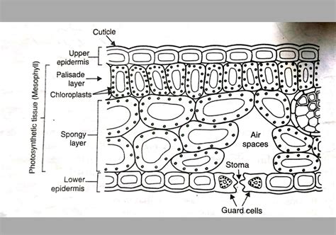 Mesophyll Cells Photosynthesis Cells Math Science Sst English Notes Teachmint