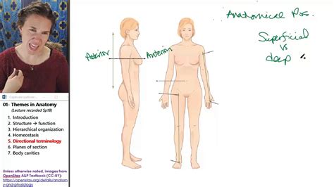 Lying in supine position with fully extended knees. Anatomical Themes 5- Directional terminology - YouTube