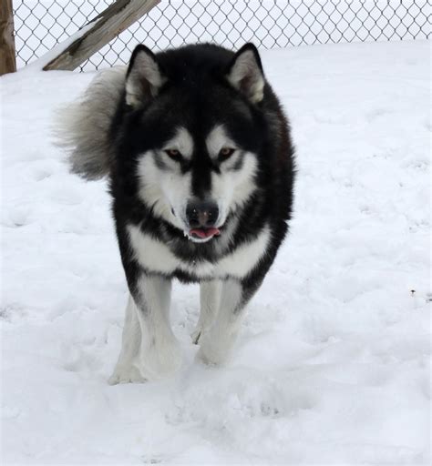 Click here to be notified when new alaskan malamute puppies are listed. Candyrock Alaskan Malamutes , Alaskan Malamute puppies for ...