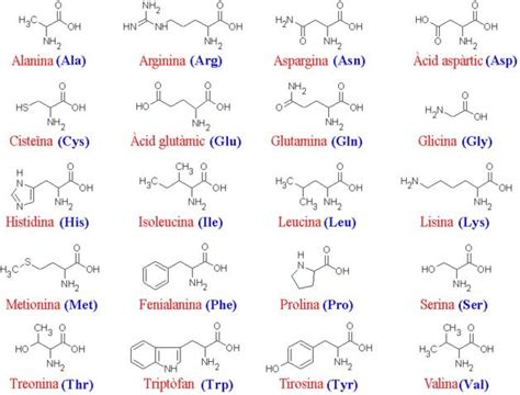 Los 20 Aminoácidos De Las Proteínas Y Sus Funciones