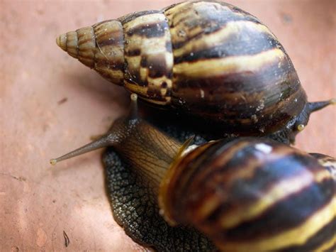 Snails On A Plane Giant African Land Snails Seized At Glasgow Airport