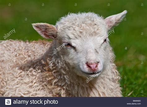 Domestic Sheep Ovis Aries Lamb High Resolution Stock Photography And