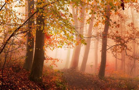 X Nature Photography Landscape Road Forest Mist Morning Sunlight Trees Fall Leaves Red