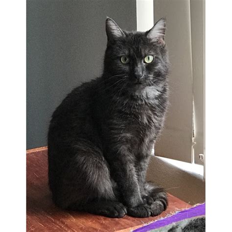 We'll review the issue and make a decision about a partial or a full refund. Shadow the Black Smoke Tabby. - Female Domestic Short Hair ...