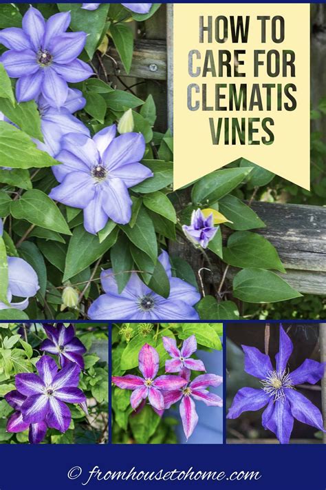 Look no further than amazing vines & trees! Clematis Care: The Ultimate Guide To Planting, Growing and ...