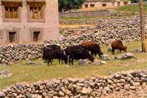 Ecologist david tilman compared grassland plots to. Biodiversity governance: Access and benefit sharing and ...