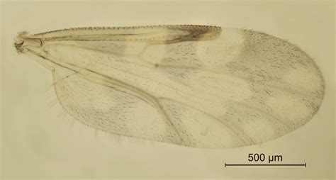 Culicoides Univittatus Female Wing Download Scientific Diagram