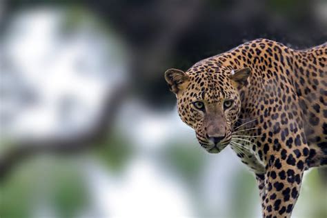 Leopard Safaris in Sri Lanka | Blue Lanka