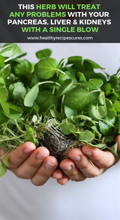This Herb Will Treat Any Problems With Your Pancreas Liver And Kidneys