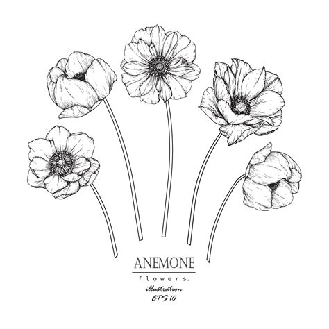 Premium Vector Anemone Leaf And Flower Drawings