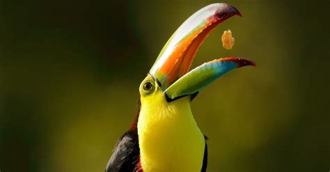 Toucan Vs Parrot What Are The Differences W3schools