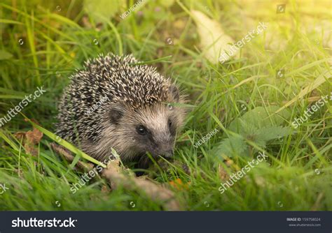 Forest Hedgehog In The Thick Green Grass Stock Photo 159758024