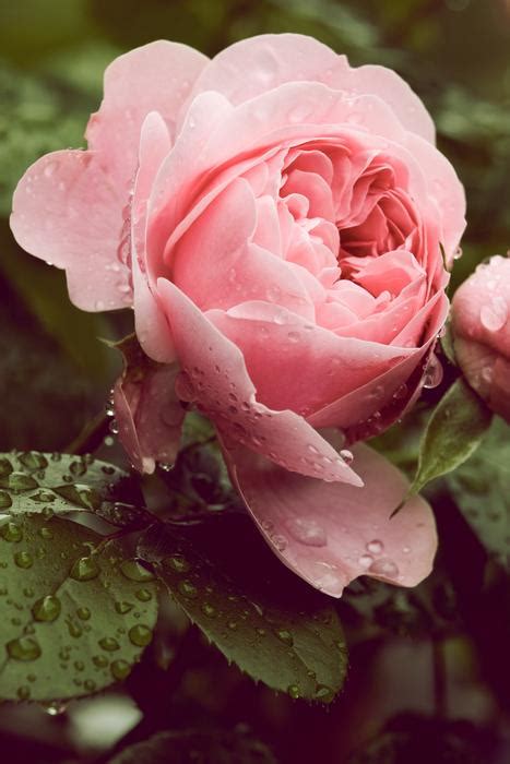 Amazing Flower Nature Rose Free Image Download