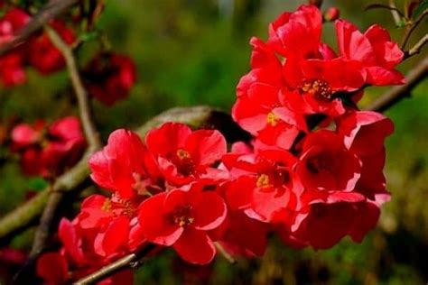 10 Beautiful Red Flowering Trees Urban Garden Gal