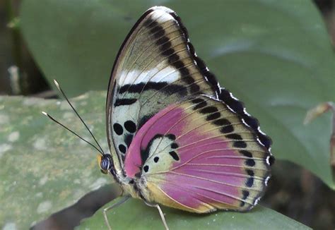 Butterflies Of West Africa Part 1 Euphaedra Most Beautiful Butterfly