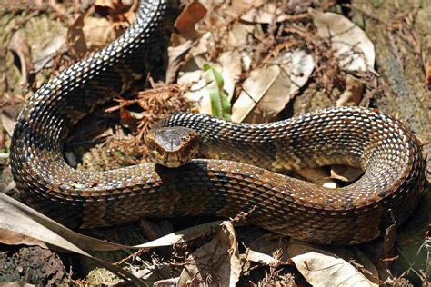 Como Identificar Os Cobras Venenosas Em Arkansas