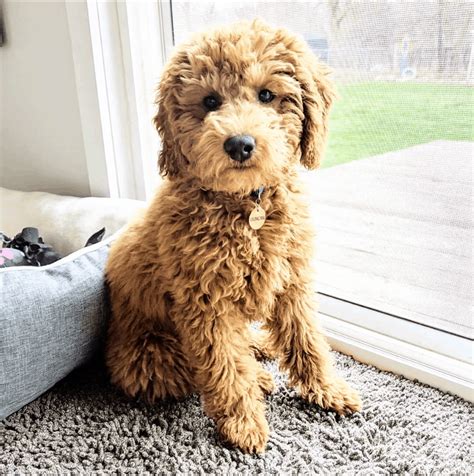 The miniature goldendoodle is the result of a miniature or toy poodle crossed with a golden retriever. Miniature Goldendoodle: 11 Incredible Facts You Need to ...