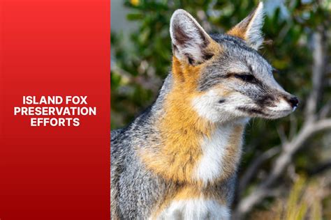 Island Fox Preservation Efforts Protecting And Conserving Endangered