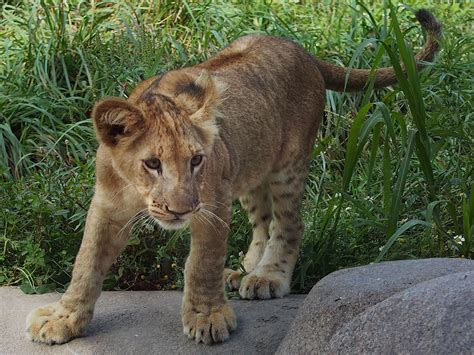 Lion Cub Seneca Park Zoo E M5 W 35 100mm F28 1500s Flickr