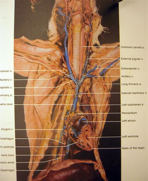 Cat anatomy poster created using vintage images. cat dissection | Flickr - Photo Sharing!