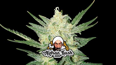 Afghan Kush Auto Cannabis Strain Week By Week Guide Fast Buds