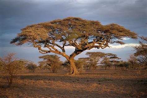 Acacia Tree In Serengeti Photograph By Sybil Sassoon Fine Art America