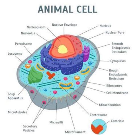 Animal Cell Identification